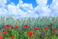 Green wheat in the field. Blue sky with cumulus clouds. Magic summertime landscape. The flowers of the June poppies around Royalty Free Stock Photo