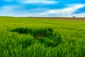 Green wheat field and blue sky Royalty Free Stock Photo