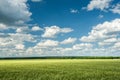 Green wheat field and blue sky spring landscape Royalty Free Stock Photo
