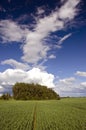 Green wheat field and blue sky spring landscape Royalty Free Stock Photo