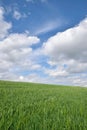 Green wheat field and blue sky spring landscape Royalty Free Stock Photo