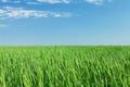 Green wheat field blue sky Royalty Free Stock Photo