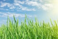 Green wheat field blue sky Royalty Free Stock Photo