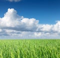 Green wheat field blue sky Royalty Free Stock Photo