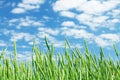 Green wheat field blue sky Royalty Free Stock Photo