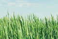 Green wheat field blue sky Royalty Free Stock Photo
