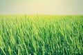 Green wheat field blue sky Royalty Free Stock Photo