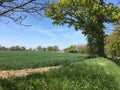 Green Wheat Field And Blue Sky with Trees. Royalty Free Stock Photo