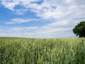 A green wheat field before a blue sky with white clouds