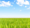 Green wheat field on a blue sky with white clouds Royalty Free Stock Photo