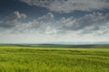 Green wheat field with blues sky and clouds Royalty Free Stock Photo