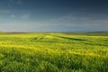 Green wheat field with blues sky and clouds Royalty Free Stock Photo