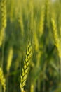 Green wheat in field