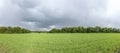 Green wheat field in bright sunlight, cloudy sky