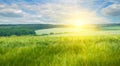 Green wheat field and bright sun. Wide photo Royalty Free Stock Photo