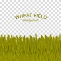 Green wheat field on checkered background