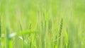 Green wheat field close up. Low angle. Sunny day copy space. Slow motion. Royalty Free Stock Photo