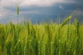 Green Wheat Field close-up and Stormy Cloudy Sky. Composition of Nature Royalty Free Stock Photo