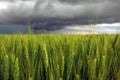 Green Wheat Field close-up and Stormy Cloudy Sky. Composition of Nature Royalty Free Stock Photo