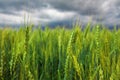 Green Wheat Field close-up and Stormy Cloudy Sky. Composition of Nature Royalty Free Stock Photo