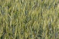 Green wheat field closeup. Ears of grain. Cereal concept. Wheat harvest concept. Rural landscape.