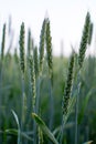 Green wheat field, closeup of spikelets, morning dew Royalty Free Stock Photo