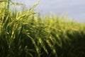 Green wheat field. Closeup of young green paddy background. Rice field backgrounds Royalty Free Stock Photo