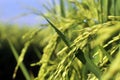 Green wheat field. Closeup of young green paddy background. Rice field backgrounds with morning dew drop Royalty Free Stock Photo