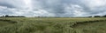 Green wheat field with cloudy sky - Panorama Royalty Free Stock Photo