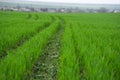 Green Wheat Field with Curved Tractor Tracks in Spring Royalty Free Stock Photo