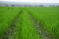 Green Wheat Field with Curved Tractor Tracks in Spring Royalty Free Stock Photo