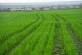 Green Wheat Field with Curved Tractor Tracks in Spring Royalty Free Stock Photo