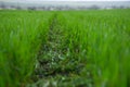 Green Wheat Field with Curved Tractor Tracks in Spring Royalty Free Stock Photo