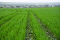 Green Wheat Field with Curved Tractor Tracks in Spring Royalty Free Stock Photo