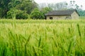 Green wheat field in Daya District, Taichung, Taiwan. Royalty Free Stock Photo