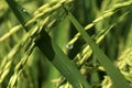 Green wheat field with dew drop in the morning. Closeup of young green paddy background. Rice field backgrounds with water drops. Royalty Free Stock Photo