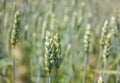 Green wheat field. Green ears of wheat close up. Selective focus, blurred background Royalty Free Stock Photo