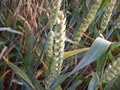 Green wheat field with flowers Royalty Free Stock Photo