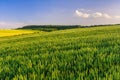 Green wheat field and forest edge on horizon Royalty Free Stock Photo