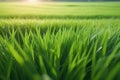 green wheat field. Generative AI