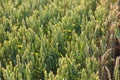 Green wheat field. A green ear of corn close-up. Selective focus, blurred background. Royalty Free Stock Photo