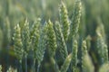 Green wheat field. A green ear of corn close-up. Selective focus, blurred background. Royalty Free Stock Photo