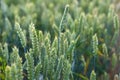 Green wheat field. A green ear of corn close-up. Selective focus, blurred background. Royalty Free Stock Photo