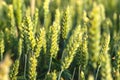 Green wheat field. A green ear of corn close-up. Selective focus, blurred background. Royalty Free Stock Photo