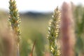 Green wheat field. A green ear of corn close-up. Selective focus, blurred background. Royalty Free Stock Photo