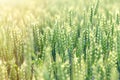 Unripe green wheat field green wheat field - green wheat field lit by sunlight Royalty Free Stock Photo