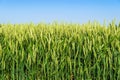 Green wheat field during the growing season and blue sky. Summer background Royalty Free Stock Photo