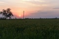 Green Wheat field in an Indian farm with sunset in the backdrop