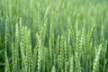 Green wheat field. Juicy fresh ears of young green wheat on nature in spring or summer field. Ears of green wheat close up Royalty Free Stock Photo