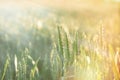 Green wheat field lit by sun rays, by sunlight Royalty Free Stock Photo